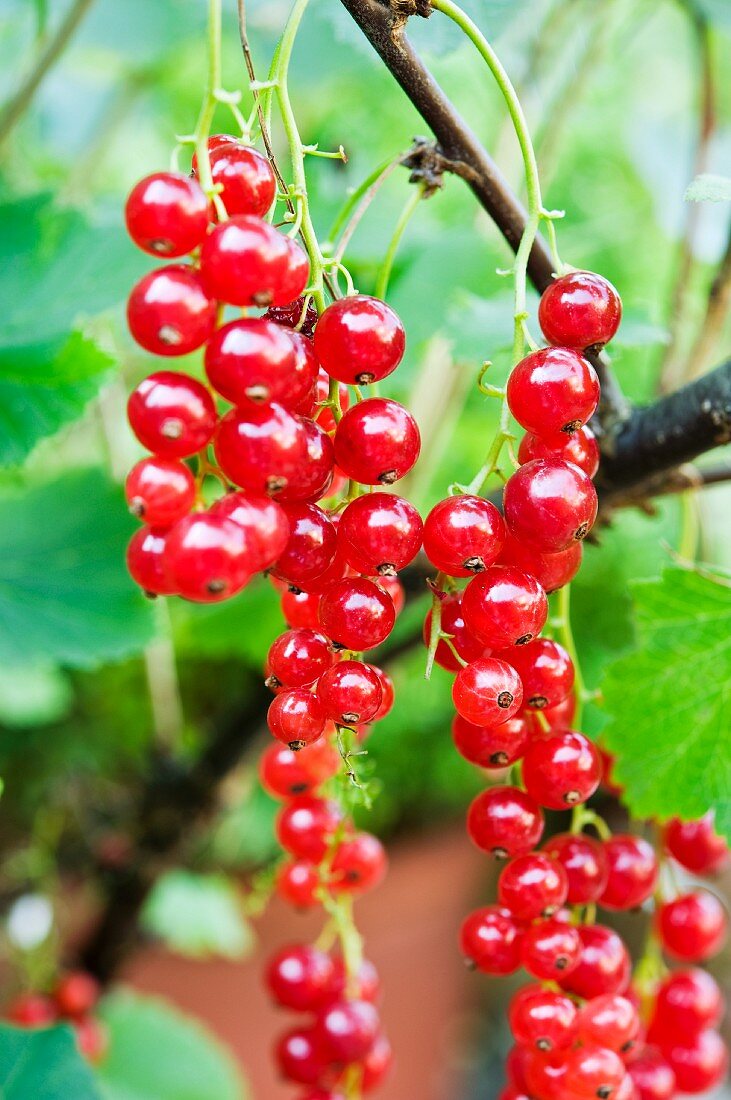 Redcurrants on the plant