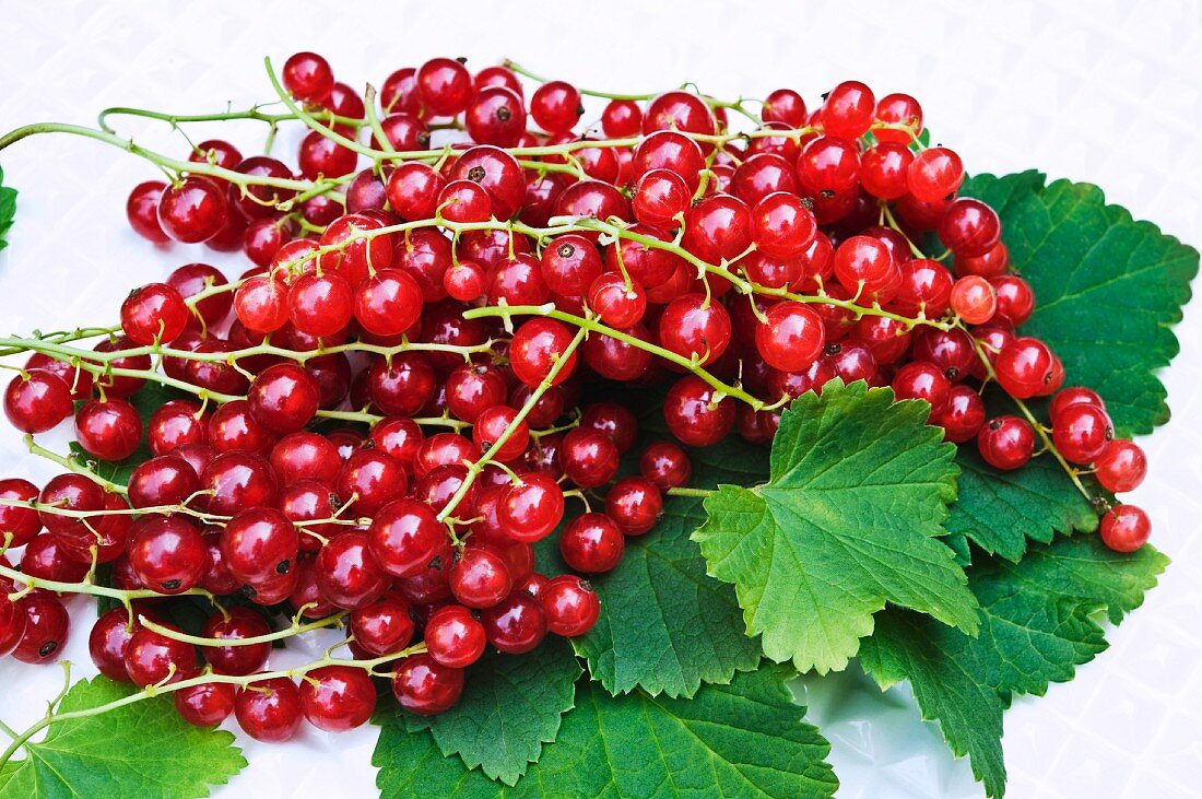 Redcurrants and leaves