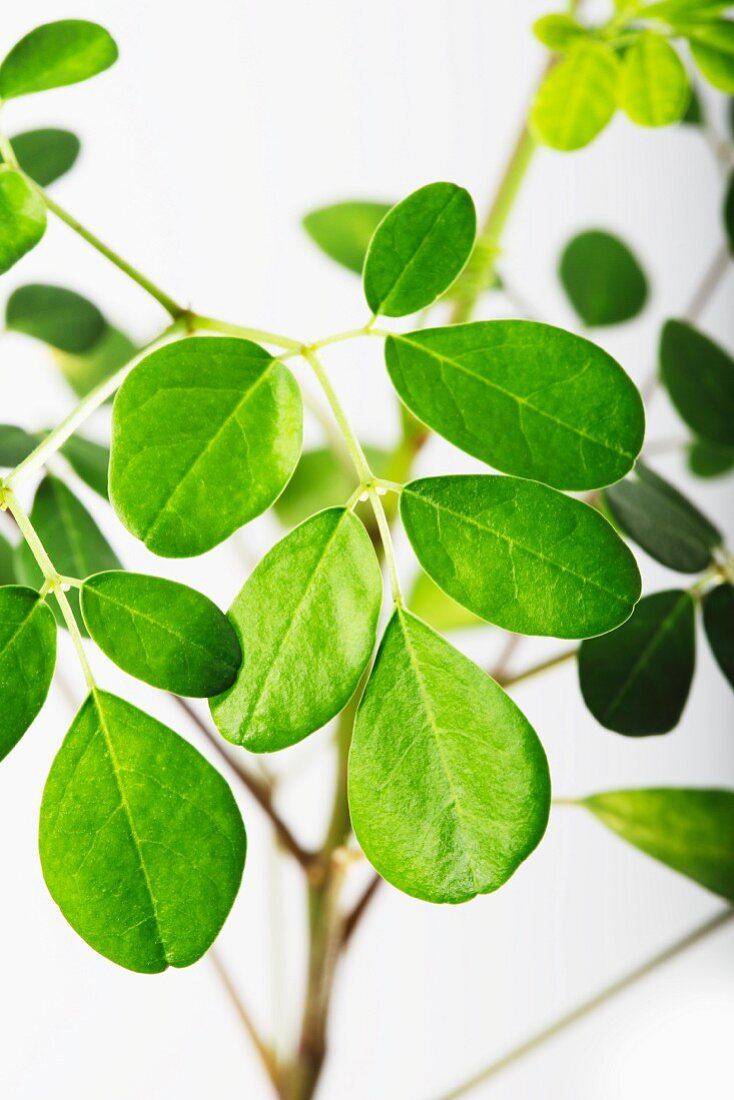 Moringa leaves