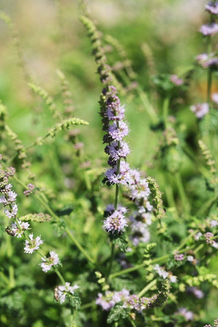 Erdbeerminze (Mentha species)