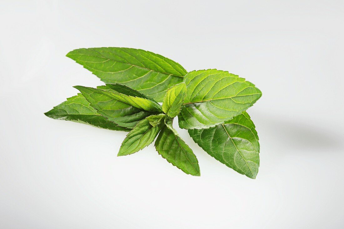 Chocolate mint (Mentha × piperita var. piperita)