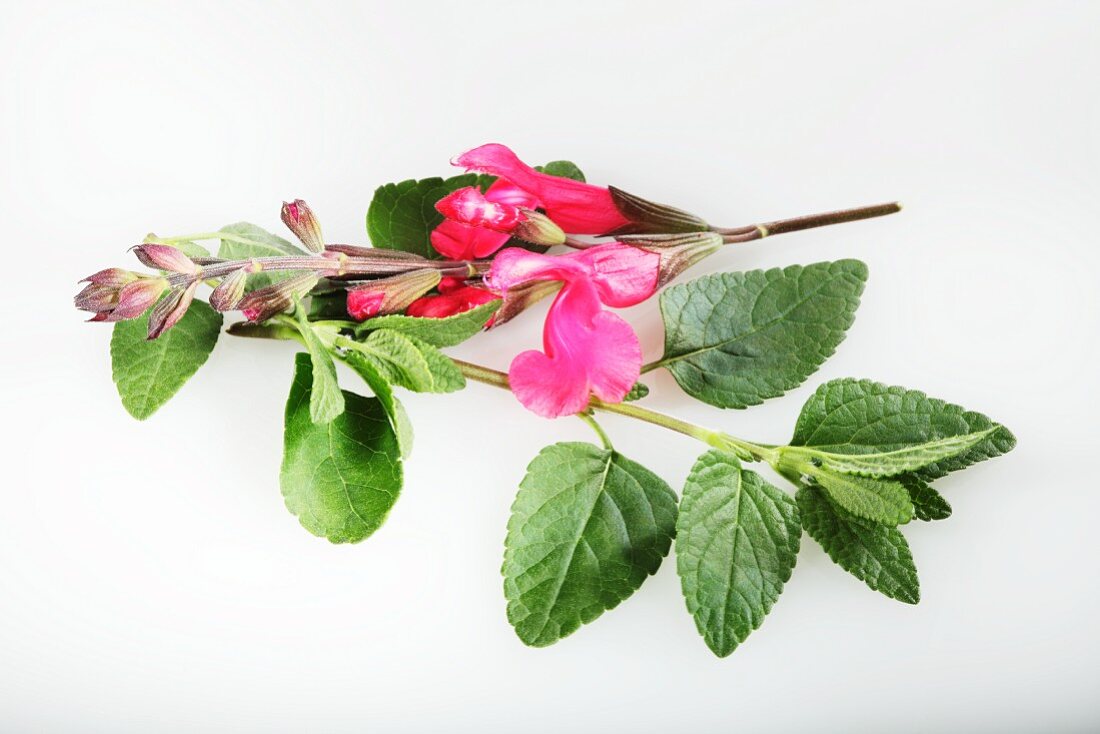 Redcurrant sage (Salvia ovrahamis)