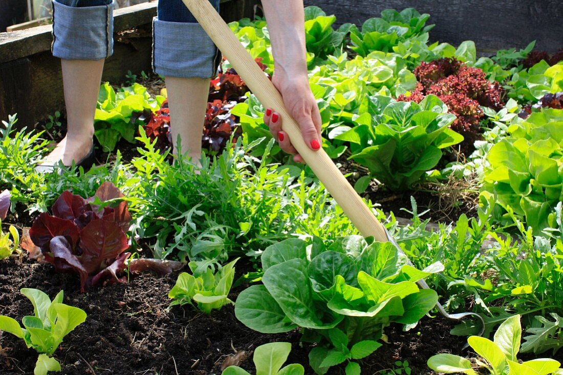 A lady with a hoe loosening the soil in a vegetable bed with lettuce varieties