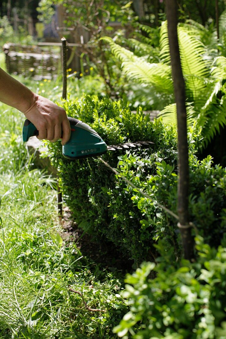 Trimming a boxwood hedge with electric hedge clippers