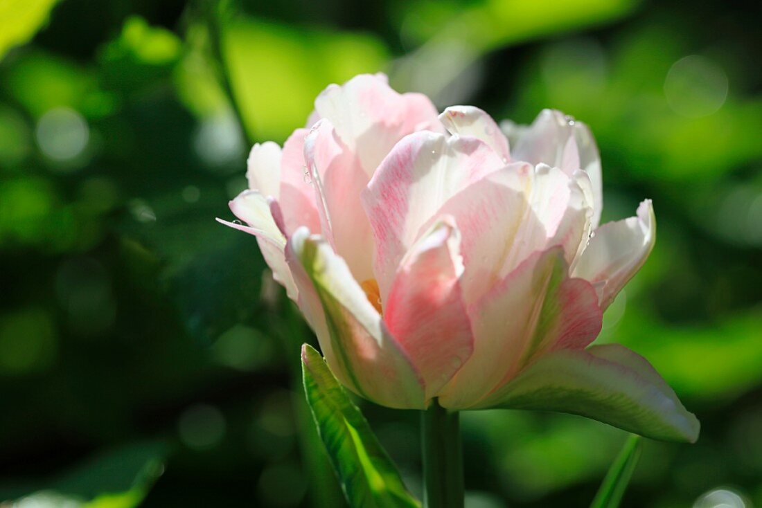 Nahaufnahme einer Pfingstrosentulpe in Weiß und Rosa