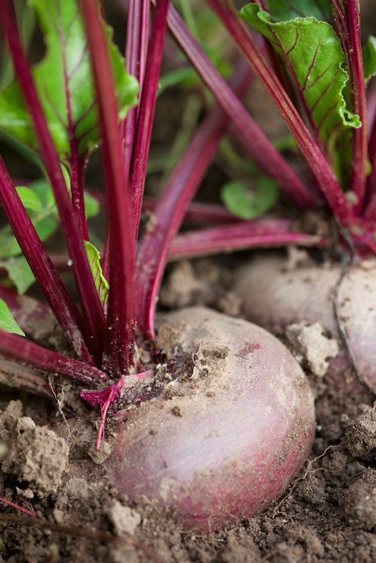 Beetroot in a field