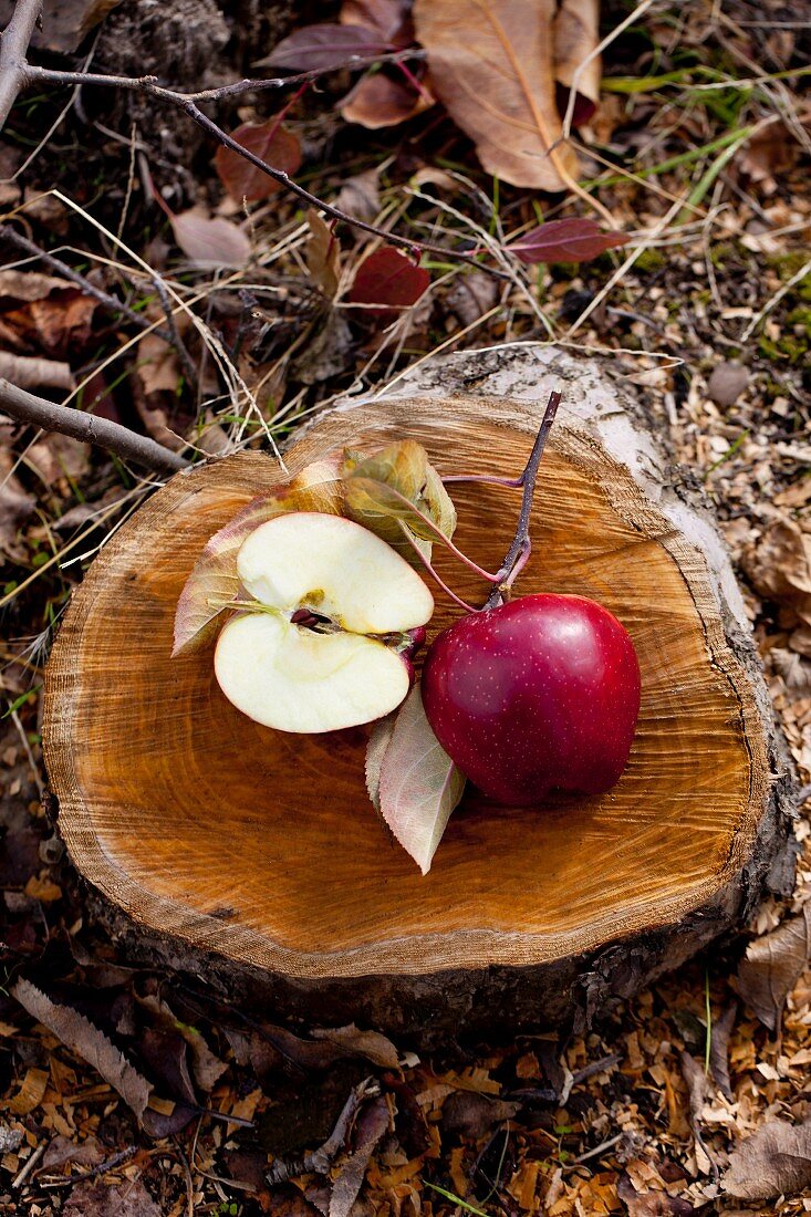 Apfel auf einem Baumstamm