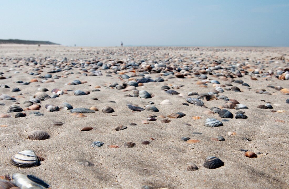 Muscheln am Strand