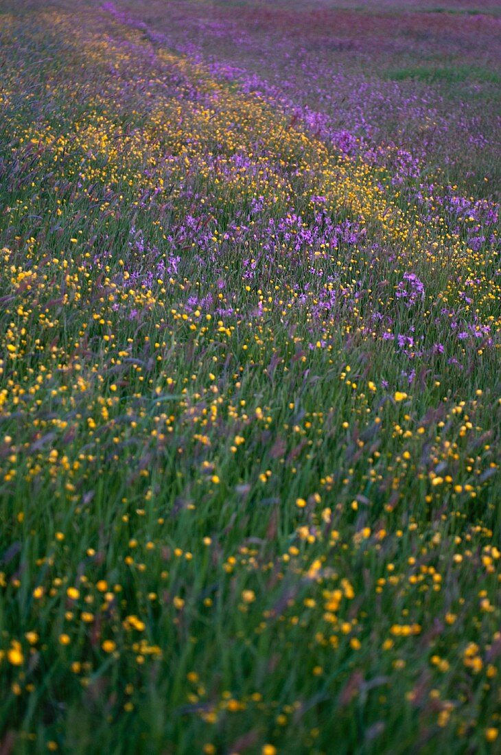 A field of yellow and blue blooming flowers