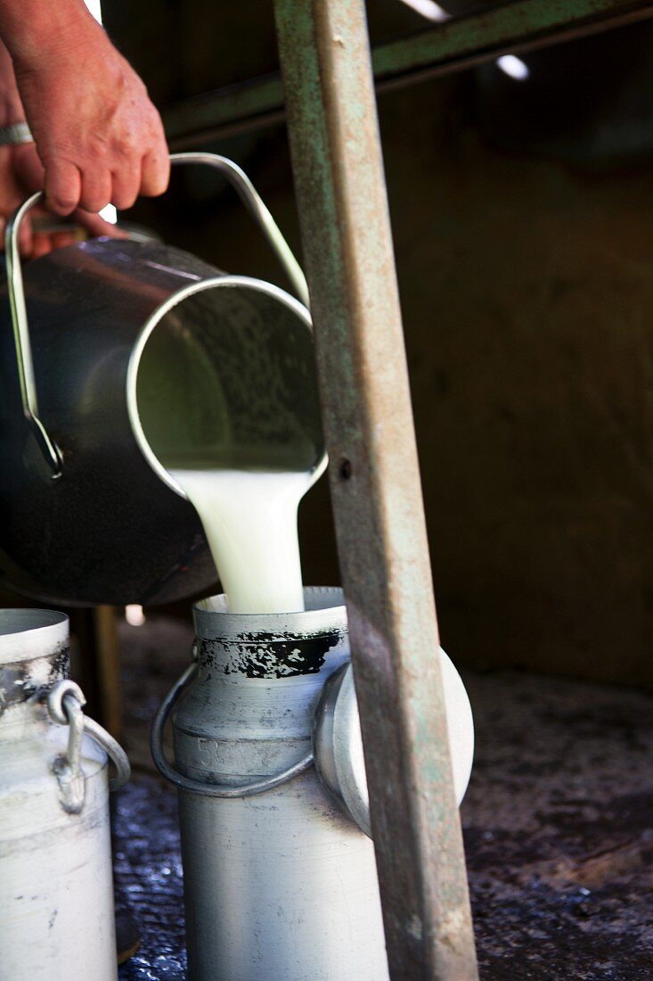 Milch in Kannen schütten (Sao Jorge, Azoren)