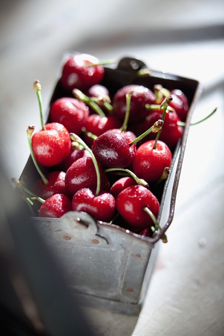 Fresh cherries in a metal bucket
