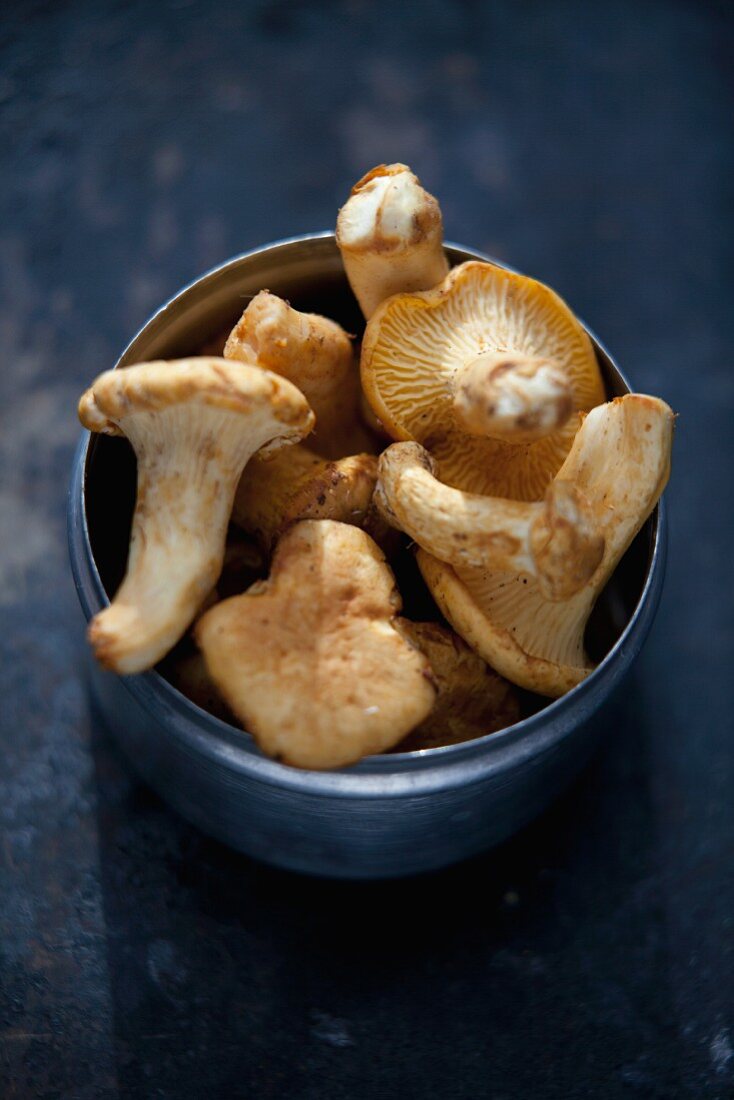 Fresh chanterelle mushrooms in a metal tin