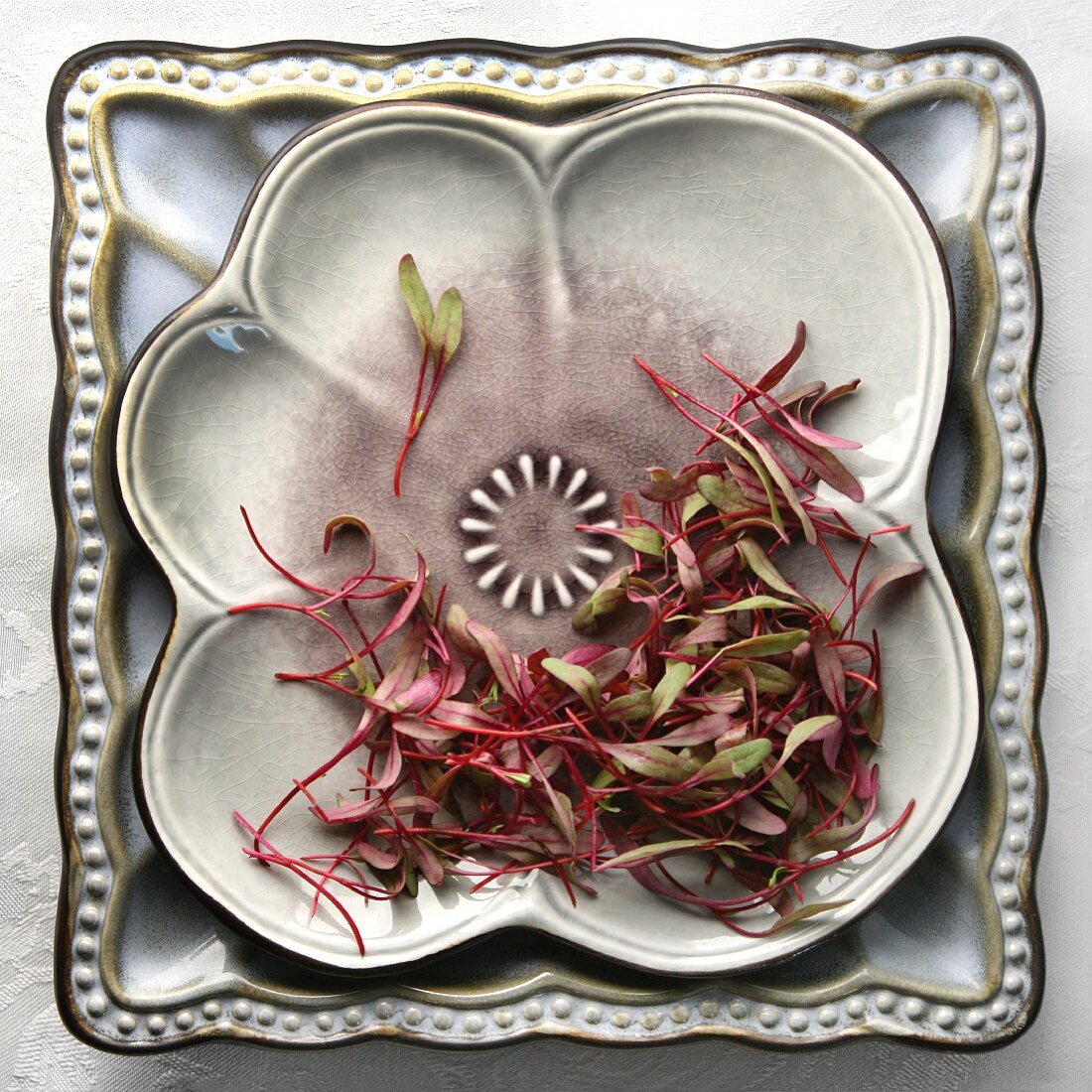 Bulls Blood Micro Greens on a Deorative Square Plate