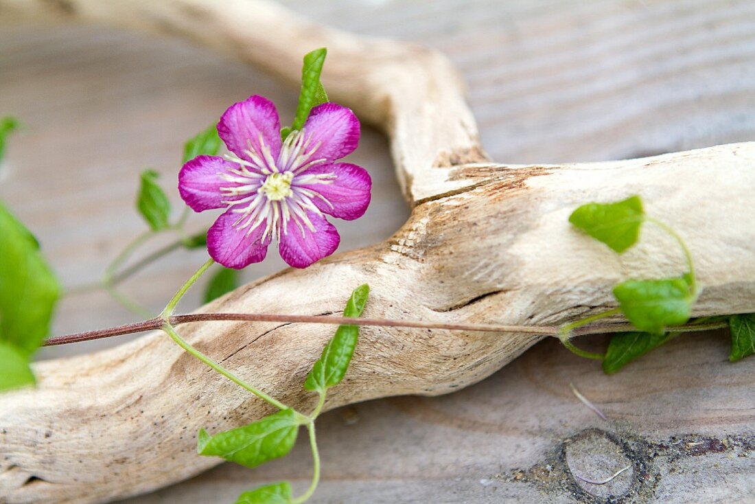 Clematis, um einen Ast gerankt