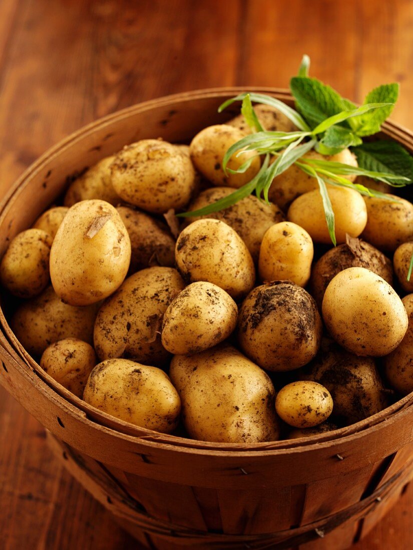 Neue Kartoffeln und Kräuter im Spankorb