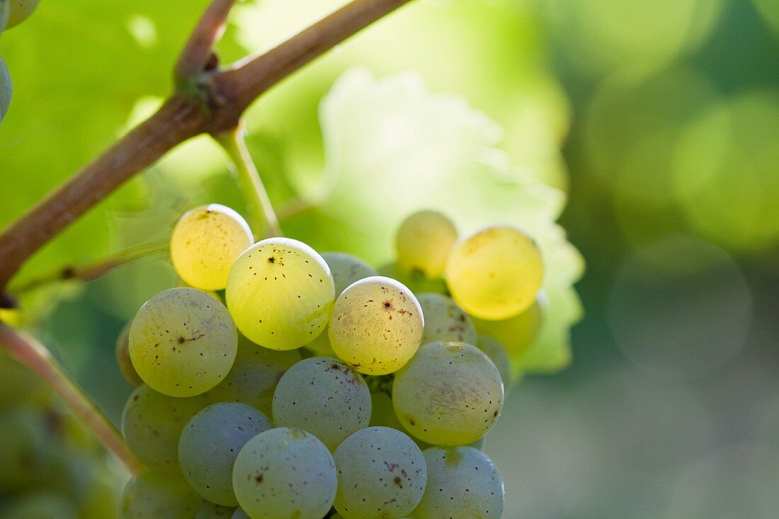 White wine grapes in sunshine