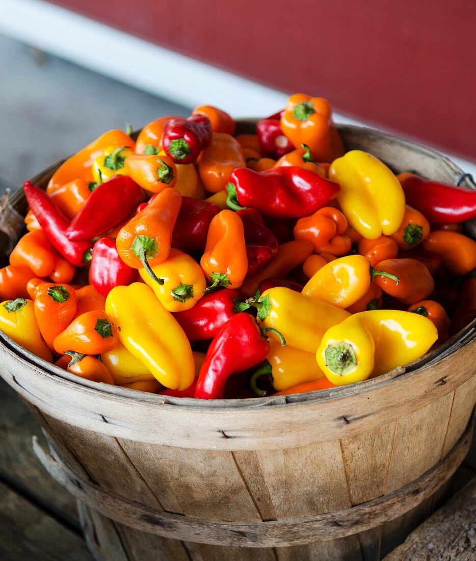 Basket of Fresh Muliti-Colored Peppers