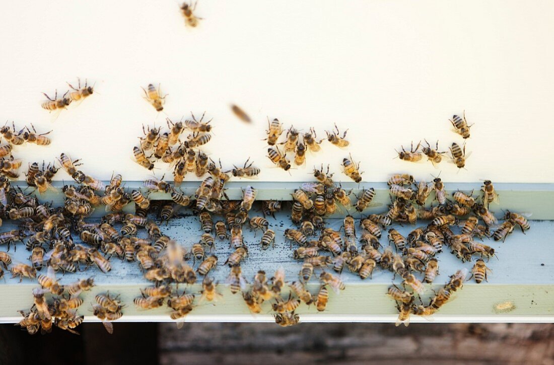Bienen beim Eingang vom Bienenhaus