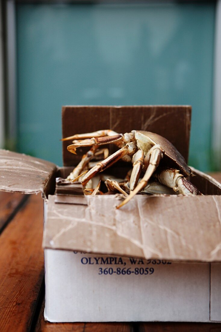 Live Dungeness Crabs Climbing Out of a Box