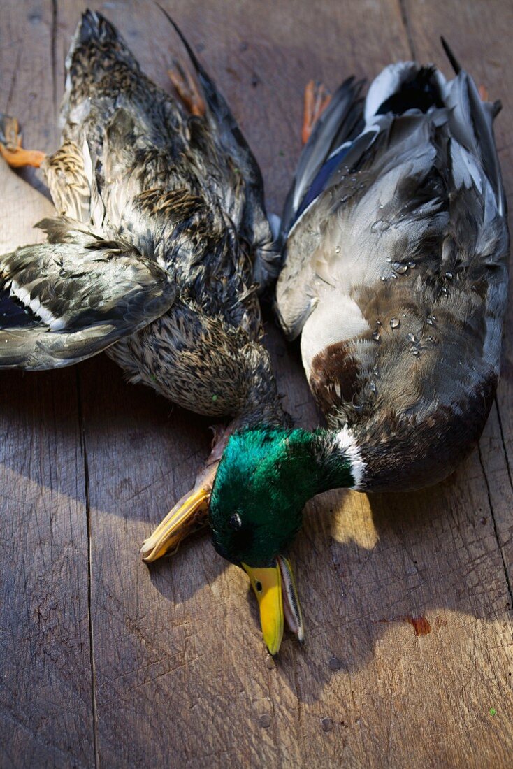 Zwei Wildenten auf Holzuntergrund