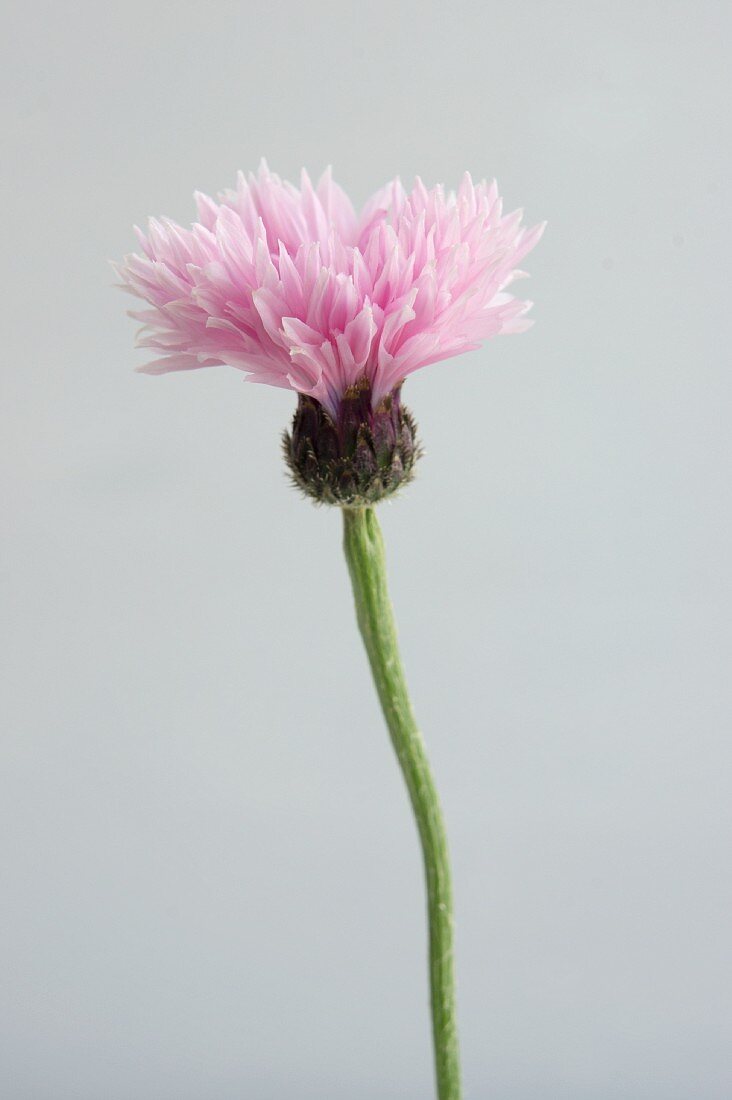 Cornflowers, close-up