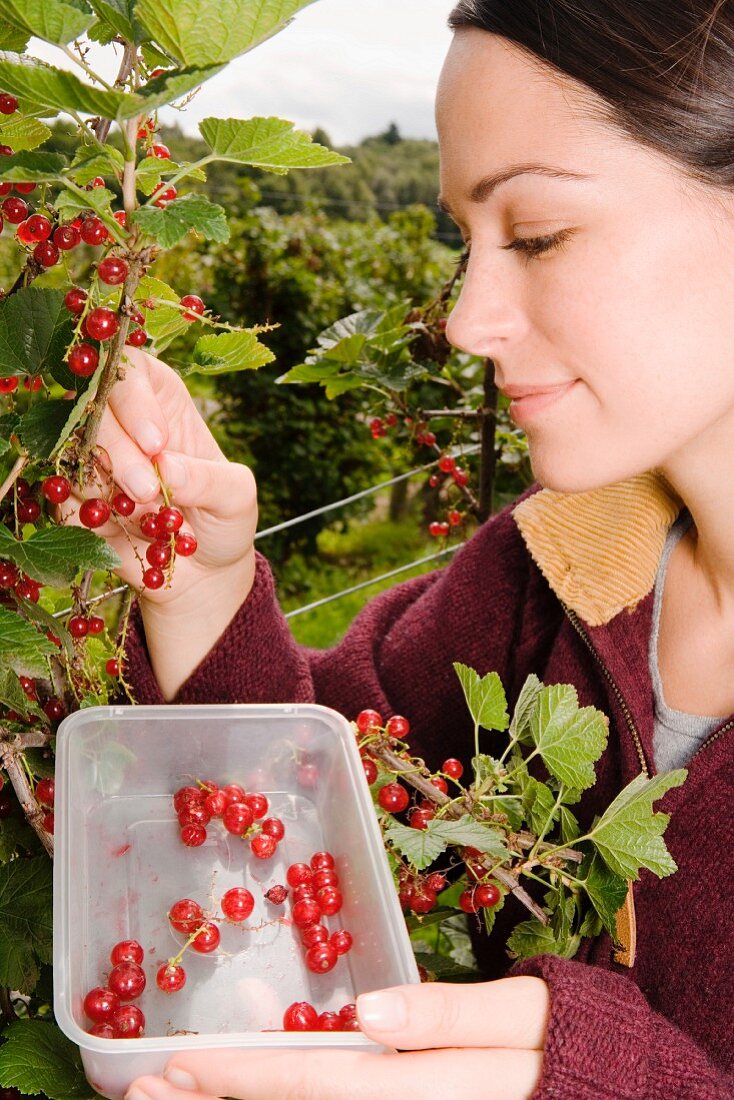 Woman picking redcurrants