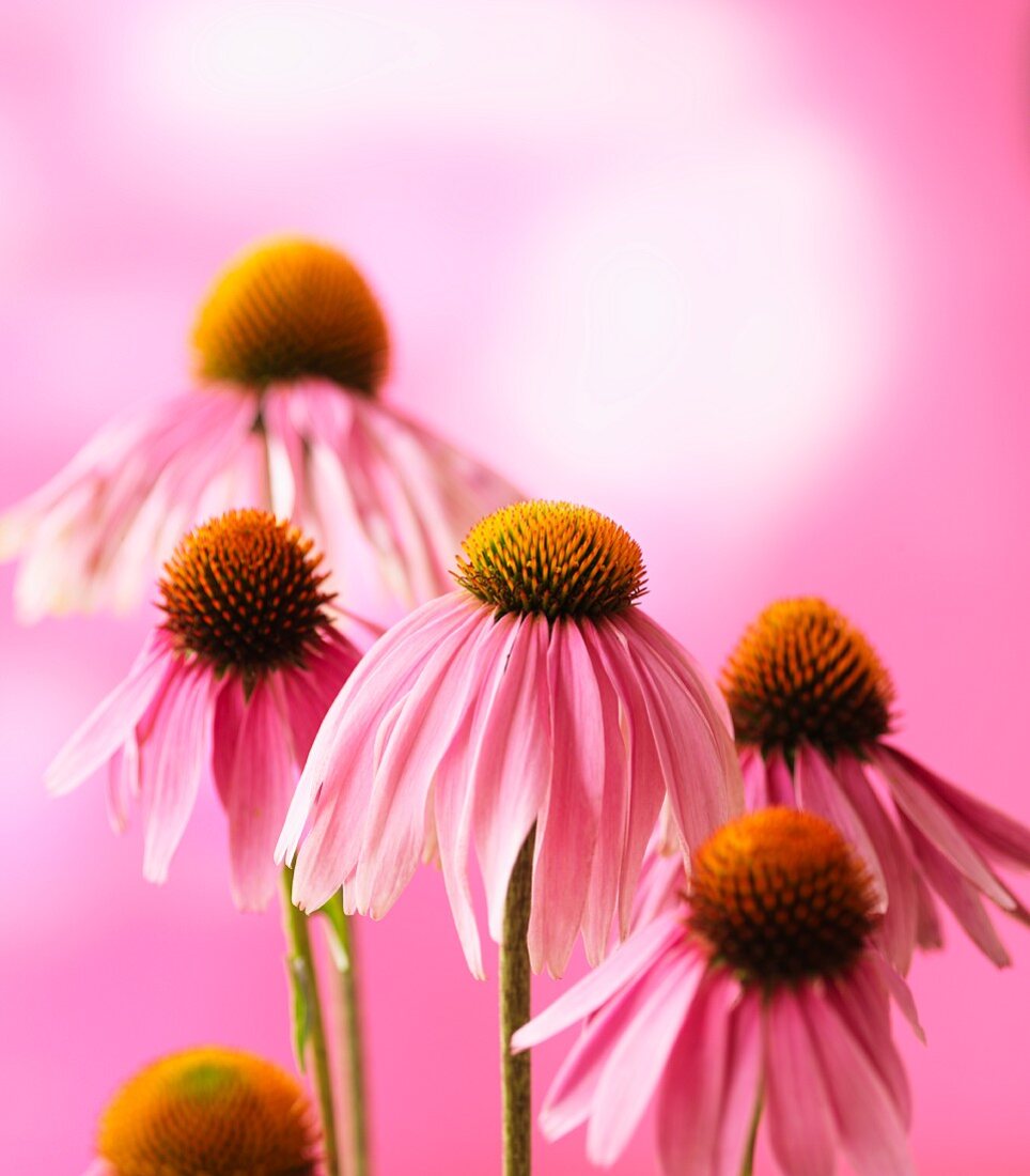 Purple coneflower (Echinacea purpurea)