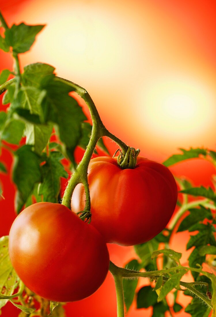 Two tomatoes on a plant against a red background