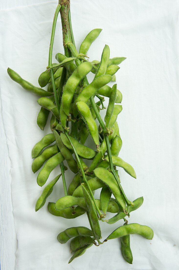 A stalk of soy bean pots