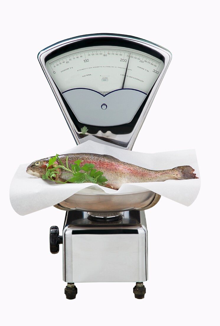 A trout on a pair of scales