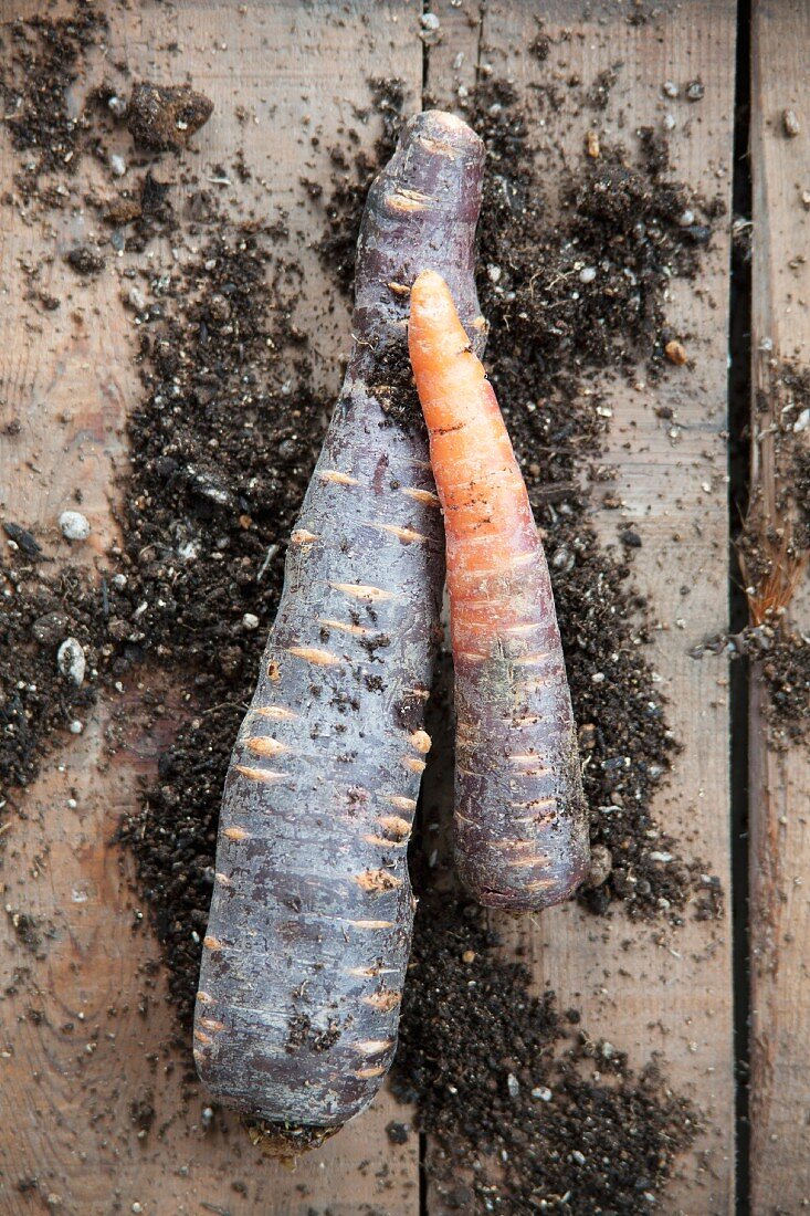 Purple carrots (Anthonina)