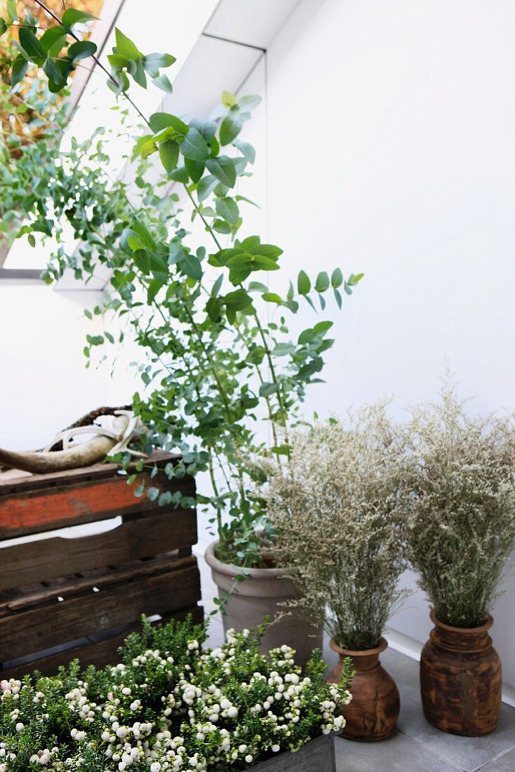 Pflanzen in Töpfen und Trockensträusse in orientalischen Tonvasen auf moderner Dachterrasse