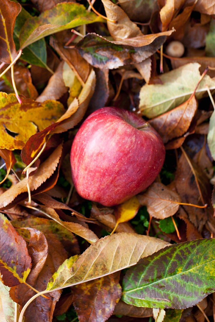 An apple in a pile of autumnal leaves