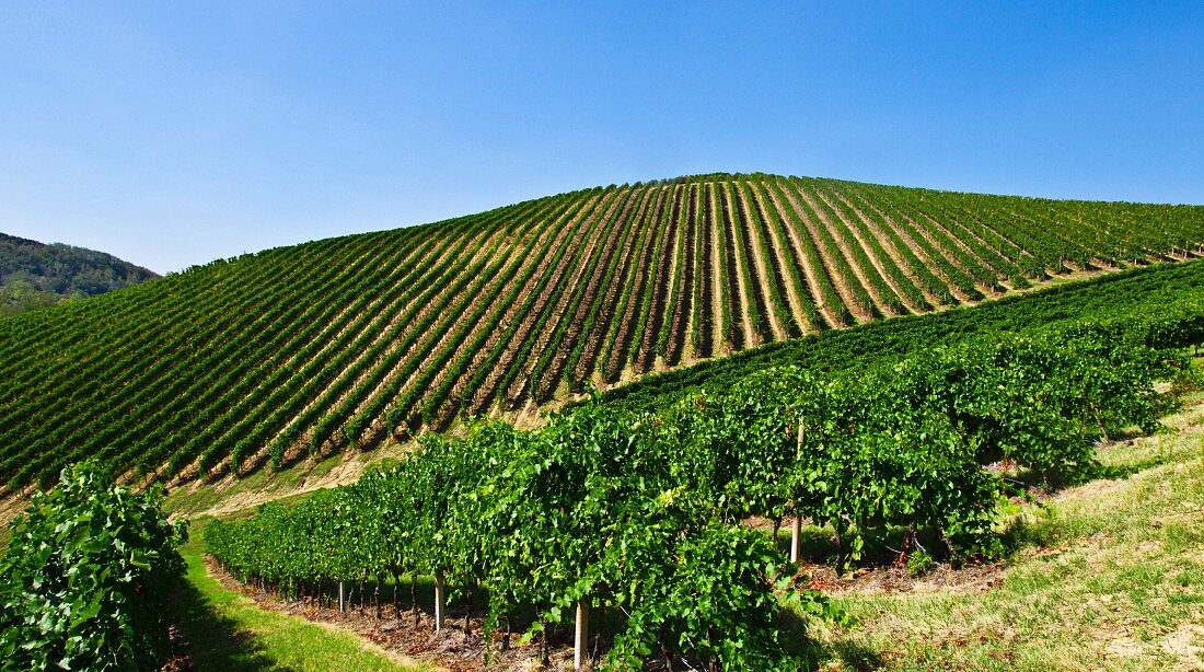 A landscape of vineyards