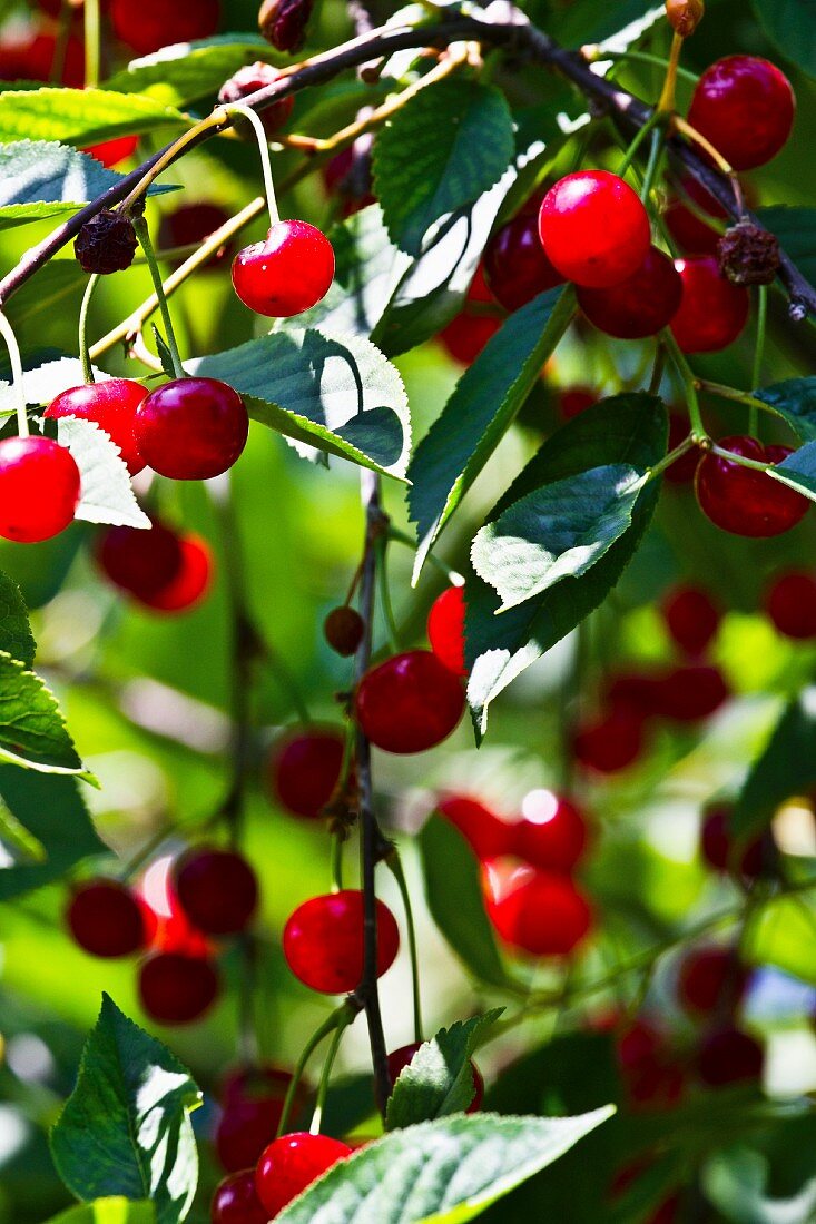 Sour cherries on branch