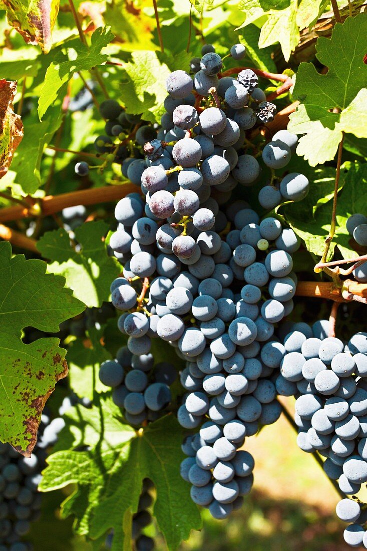 Sangiovese grapes in sunlight