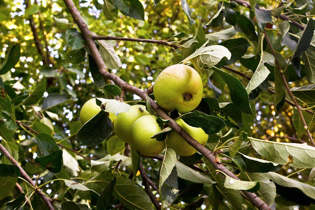Wild apples on a tree