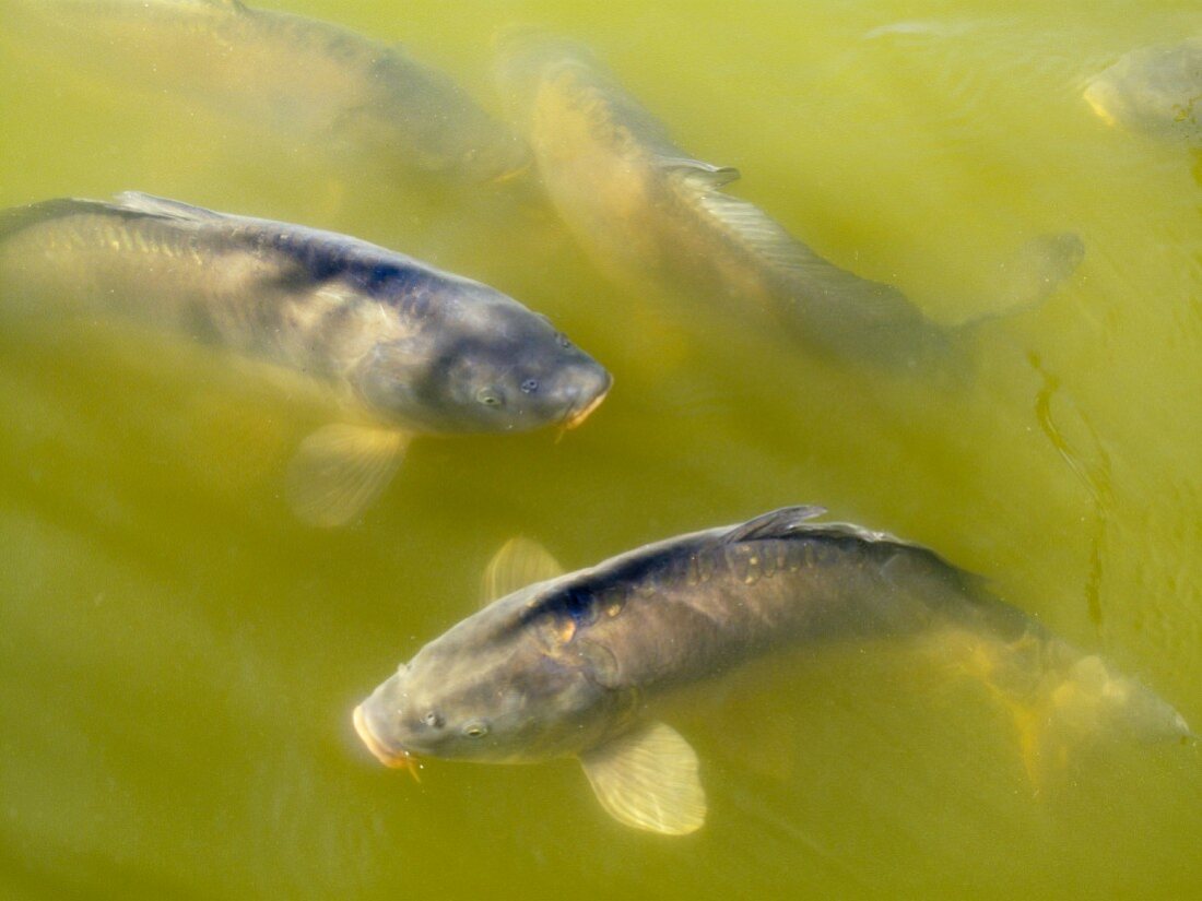 Carp in a pond