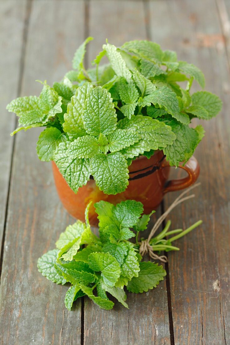 Fresh lemon balm