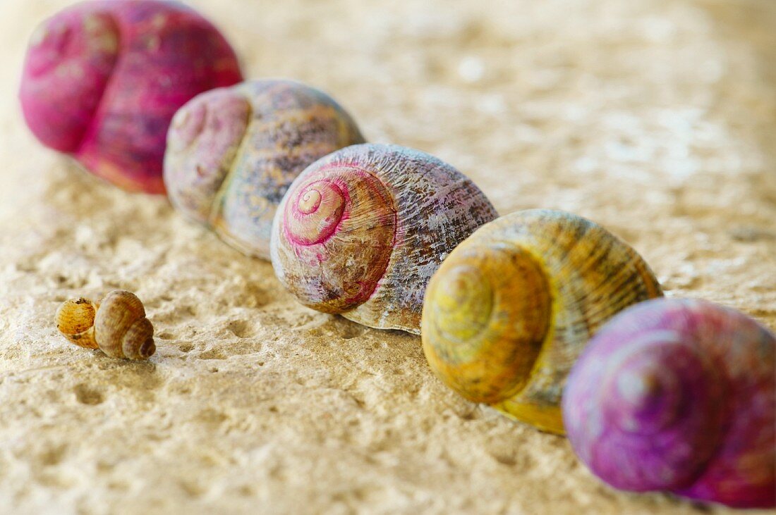 Bunt bemalte Schneckenhäuser auf einer Sandsteinmauer