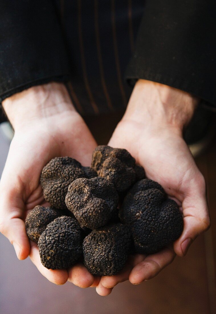 Hands holding black truffles