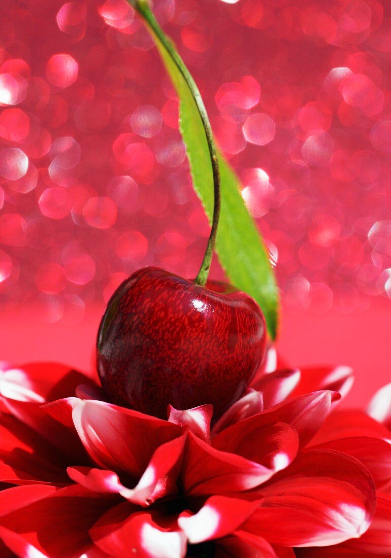 A cherry on a red flower