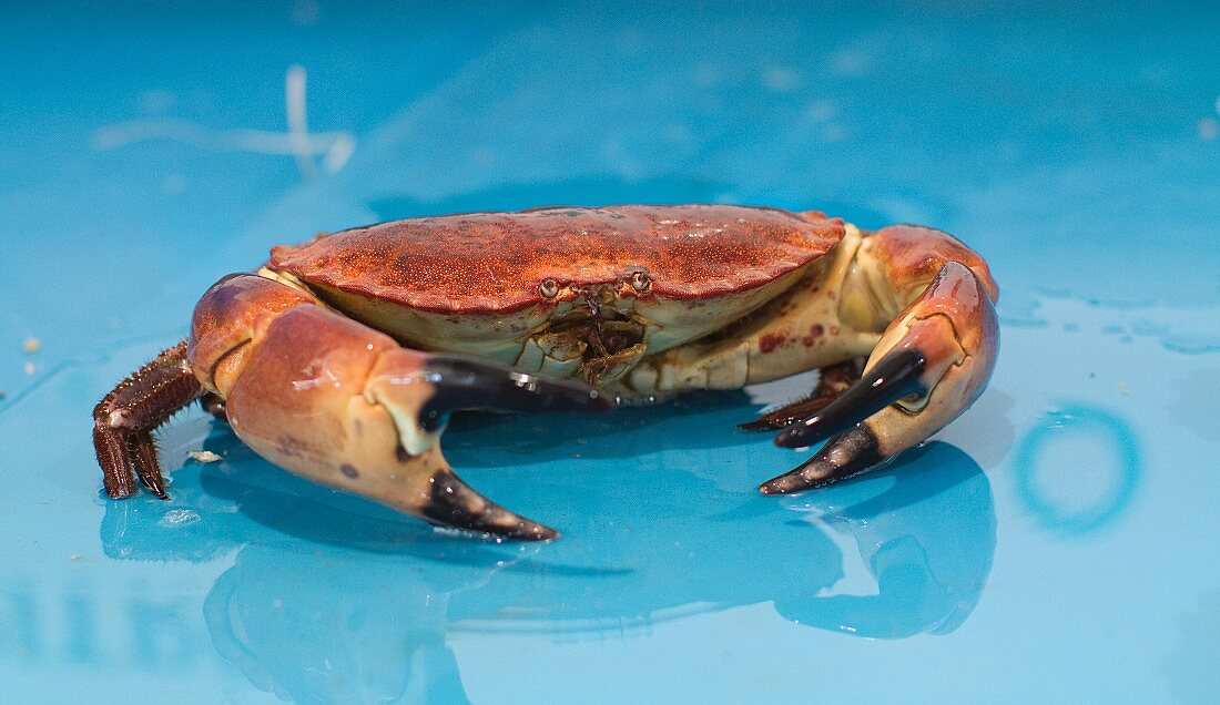 A live crab
