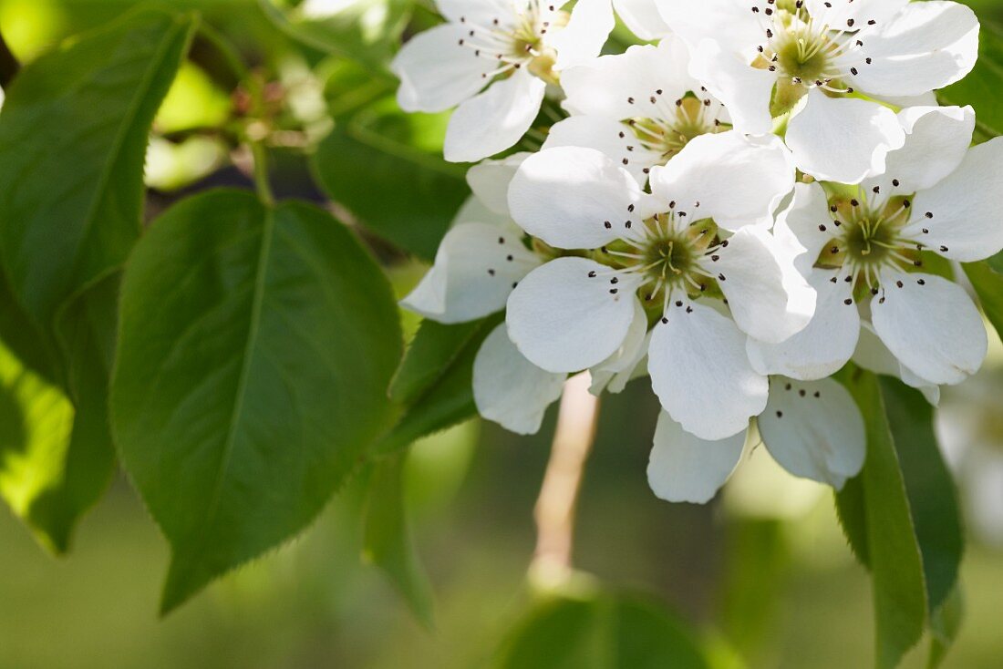 Birnenblüten auf dem Baum (Close Up)