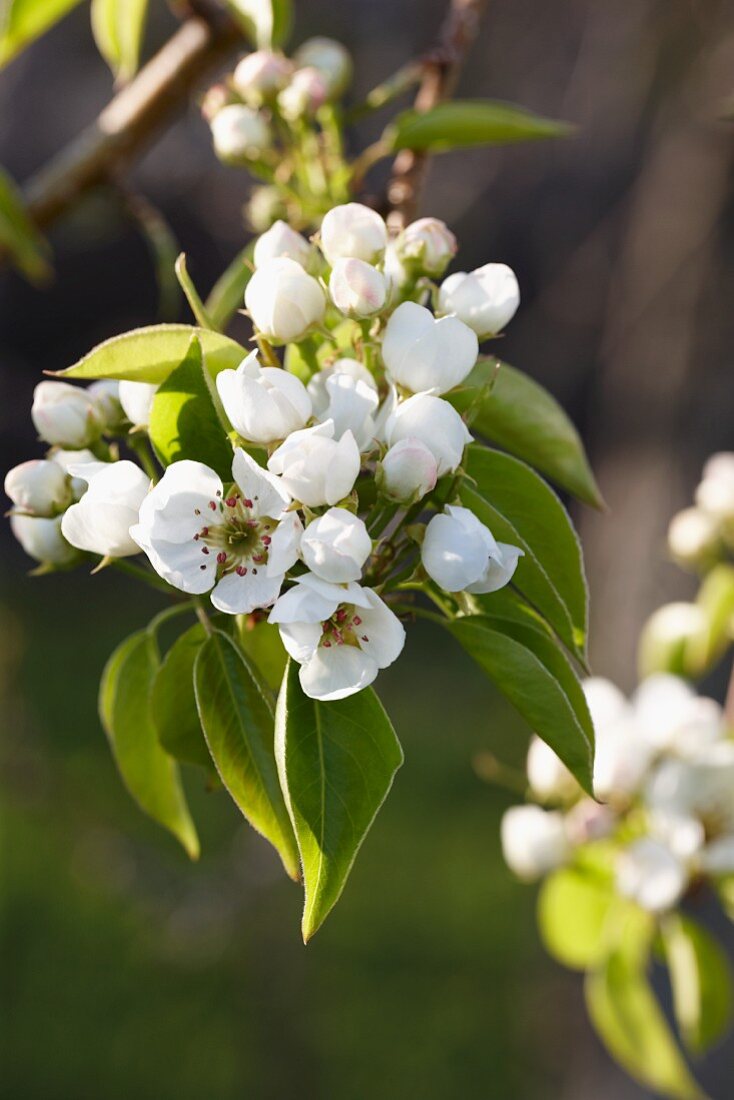 Pear flowers on a tree (close-up)