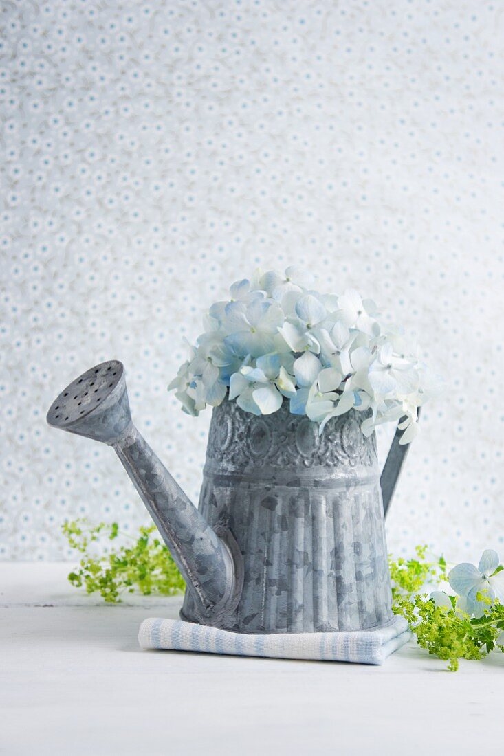 Hydrangeas in zinc watering can next to lady's mantle