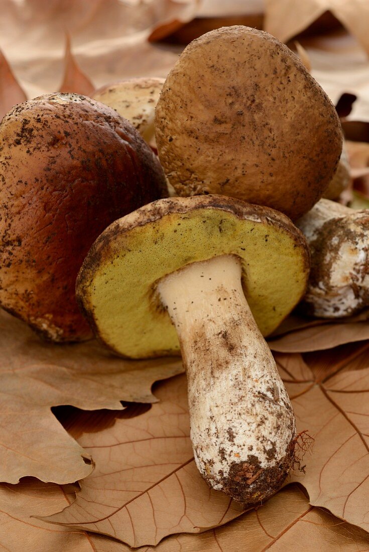 Fresh porcini mushrooms on autumnal leaves