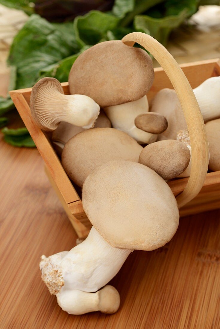 Fresh king trumpet mushrooms in a wooden basket