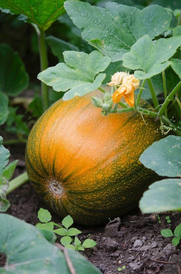 A pumpkin on a plant with a flower