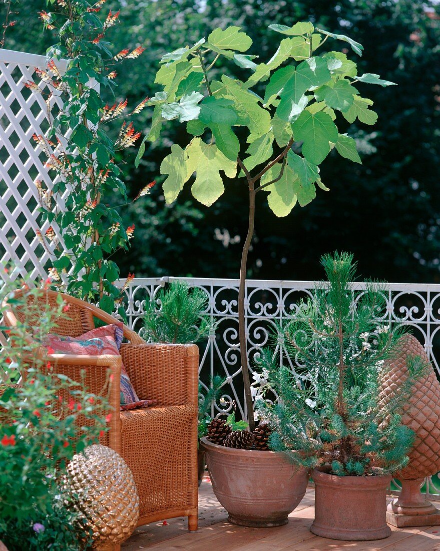 Feigenbäumchen (Ficus Carica), Sternwinde (Quamoclit Lobata) und Pinienbäumchen neben einem Korbsessel auf einem Balkon